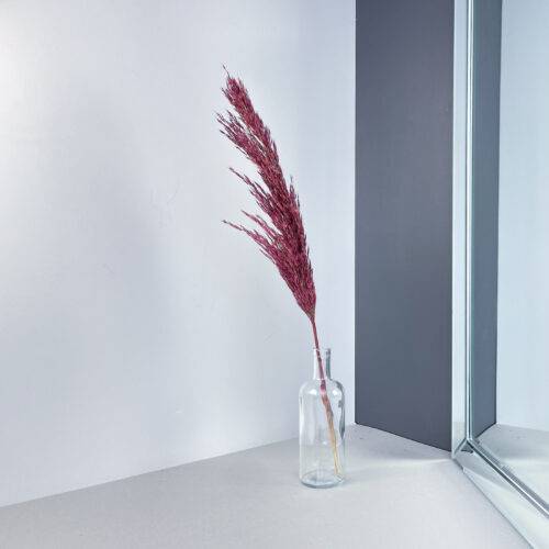 Pamparohi 'PLUME REED MERLOT' 60cm